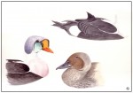 Eider à tête grise - 26x36 cm - 80 €