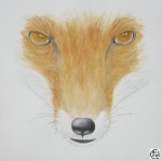 Renard roux - 20x20 cm - 70 €