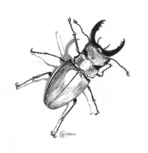 Lucane cerf-volant - Feutres - Juillet 2010