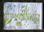 Mare - Feutre et aquarelle - Juin 2013