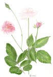Rose - Aquarelle - Juin 2013