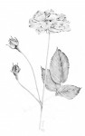 Rose - Graphite - Juin 2013