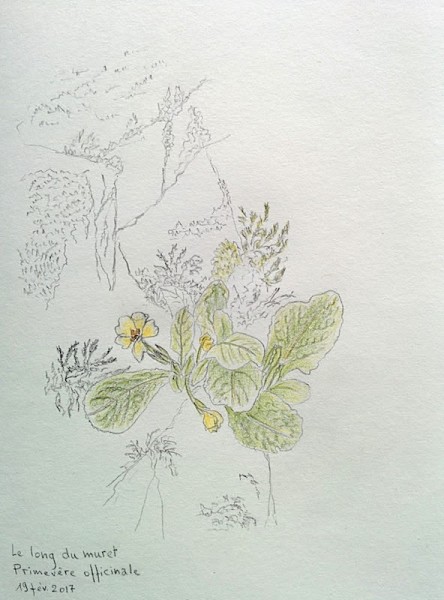 Primevère officinale - Crayon - Février 2017