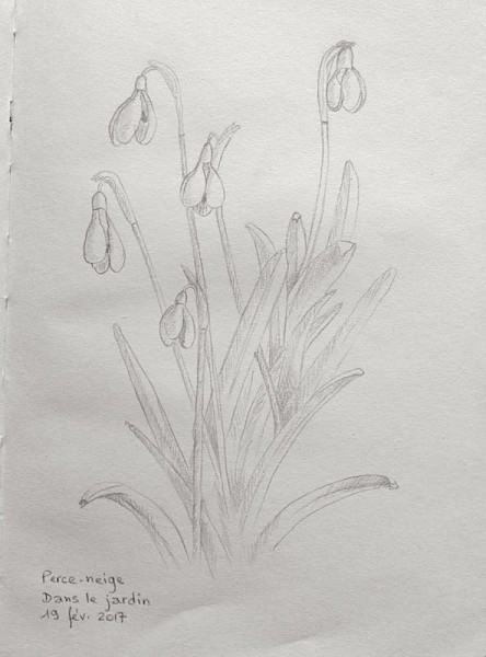 Perce-neige - Crayon - Février 2017