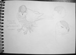 Autour des palombes - Graphite - 2017