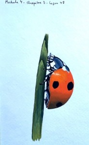 Coccinelle - Gouache - 2023